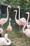 Courtship flamingos