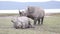 Courtship games of rhinos