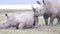 Courtship games of rhinos