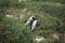 Courtship the male and female African Penguin in the grass,