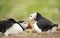 Courtship ritual of Atlantic puffins next to a burrow