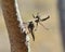 Courtship ritual of robber fly