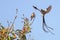 Courtship Rituals of the Pin tailed whydah