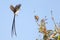 Courtship Rituals of the Pin tailed whydah