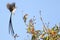 Courtship Rituals of the Pin tailed whydah