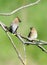 Courtship Of Two Cedar Waxwings