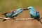 Courtship of two Eurasian Rollers