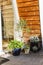 Courtyard with flowers in pots