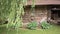 The courtyard of an old traditional country house under a spreading weeping willow tree. Landscaping in a rustic style. The wheel