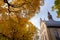In the courtyard of the Oslo Cathedral in the autumn The trees in the garden