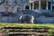 A Courtyard With Steps and a Large Balcony Above at Elkins Estate