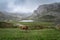 Covadonga lakes landscape. Some cows grazing in Picos de Europa national park. Asturias . Spain