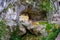 Covadonga Santa Cave a Catholic sanctuary Asturias