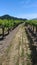 Cover cropafter mowing in cabernet NapaValley Vineyard