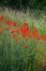 Cover page with beautiful green farm landscape with red poppies, summer, closeup, details