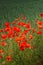 Cover page with beautiful green farm landscape with red poppies, summer, closeup, details