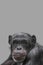 Cover page with a portrait of happy smiling Chimpanzee, closeup, details with copy space and solid background. Concept