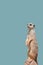 Cover page with a portrait of playful and curious suricate meerkat standing tall at watch, closeup, details. Solid background