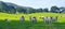 Coverdale Sheep in field with a line of trees and hills Yorkshire UK