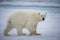 Covered in blood from eating, large white polar bear walks on ice in Norway