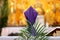 Covered cross by purple cloth on the altar in Lent Season and Holy Week