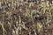 Covered with frost young sprouts close-up of wheat