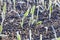 Covered with frost young sprouts close-up of wheat