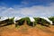 Covered Grapes in Vineyard