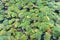 Covered with green lemna pond, marsh lemna Araceae, duckweed plant on water