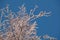 Covered with hoarfrost tree branches against the blue sky in winter