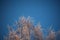 Covered with hoarfrost tree branches against the blue sky in winter