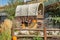 Covered Wagon with Pumpkins