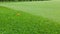 Covering a golf course, green grass on a sunny day, close-up