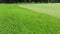 Covering a golf course, green grass on a sunny day, close-up