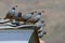 Covey of crested quails perched on a roof in San Luis Obispo, California, USA