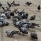 Covey of pigeon birds