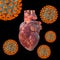 COVID-19 viruses affecting the heart, conceptual 3D illustration