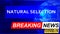 Covid and natural selection in breaking news - stylized tv blue news screen with news related to corona pandemic and natural