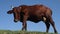 A cow against a blue sky. Beats himself on the head with a hoof. View from below. Cattle