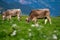 Cow in alpine meadow. Beefmaster cattle in green field. Cow in meadow. Pasture for cattle. Cow in the countryside. Cows