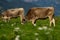 Cow in alpine meadow. Beefmaster cattle in green field. Cow in meadow. Pasture for cattle. Cow in the countryside. Cows