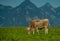 Cow in alpine meadow. Beefmaster cattle in green field. Cow in meadow. Pasture for cattle. Cow in the countryside. Cows