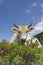 Cow on an alpine meadow in the Stubai Alps