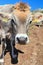 Cow on alpine pasture