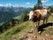Cow in the alpine pasture in Austria