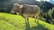 Cow in alpine surrounding