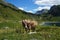 Cow on alpine wild flower pasture