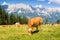Cow in Alps