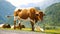 Cow animal alpine forest mountains nature