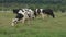 Cow animal feed grass eat taste green yard concept